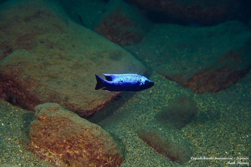 Copadichromis trewavasae 'Ngwasi'